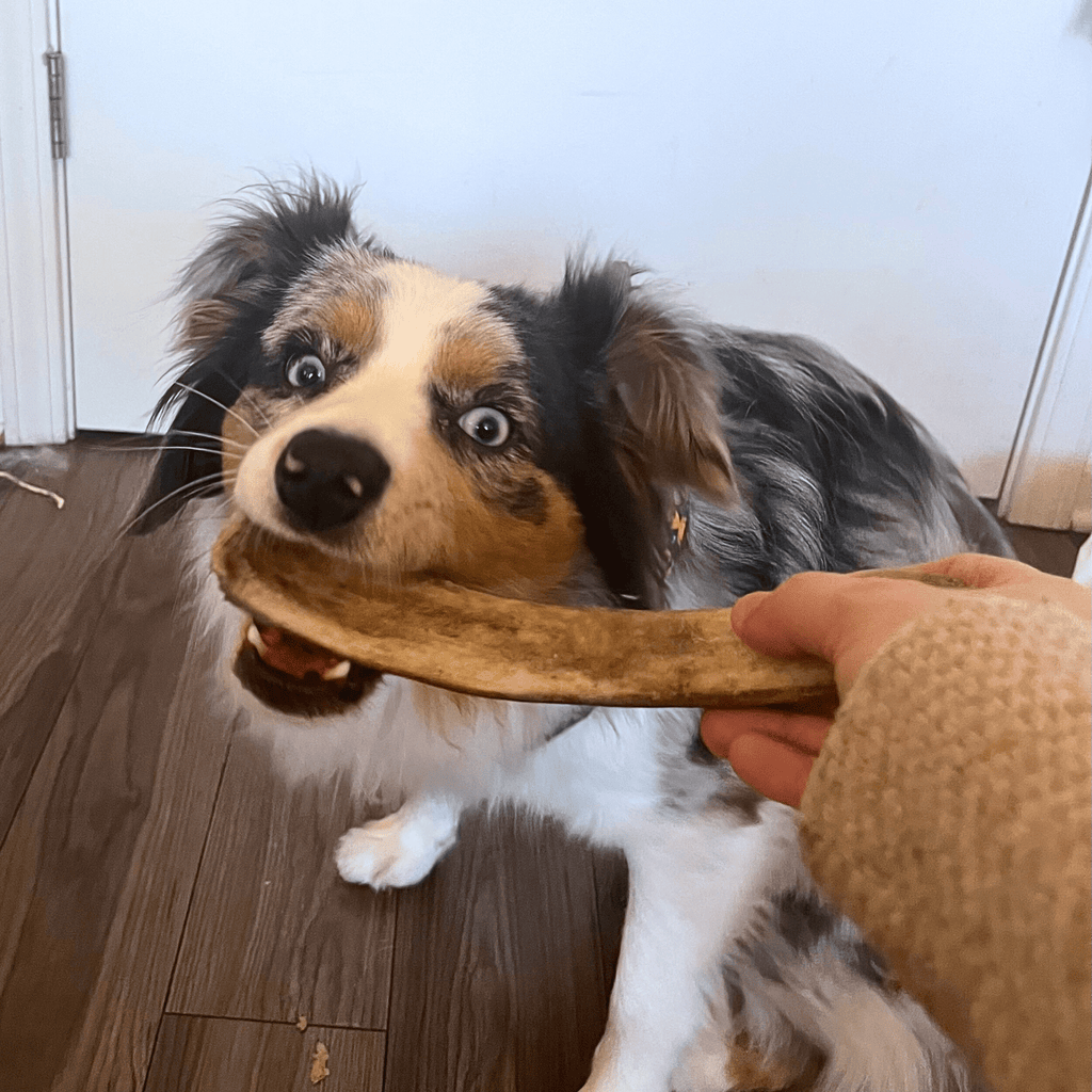 Reindeer Antler Dog Chews | Organic Chews for Dogs