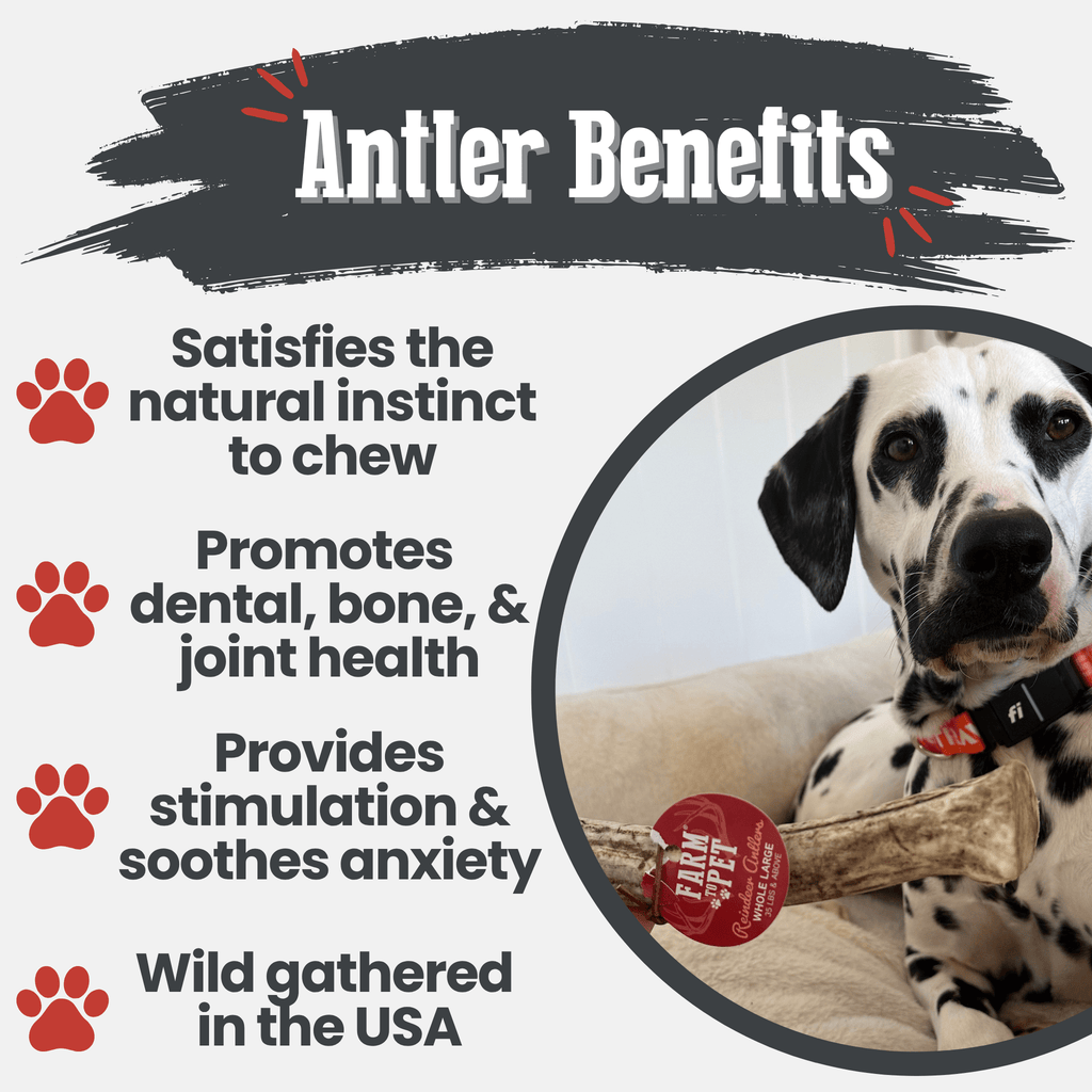 Reindeer Antler Dog Chews | Organic Chews for Dogs
