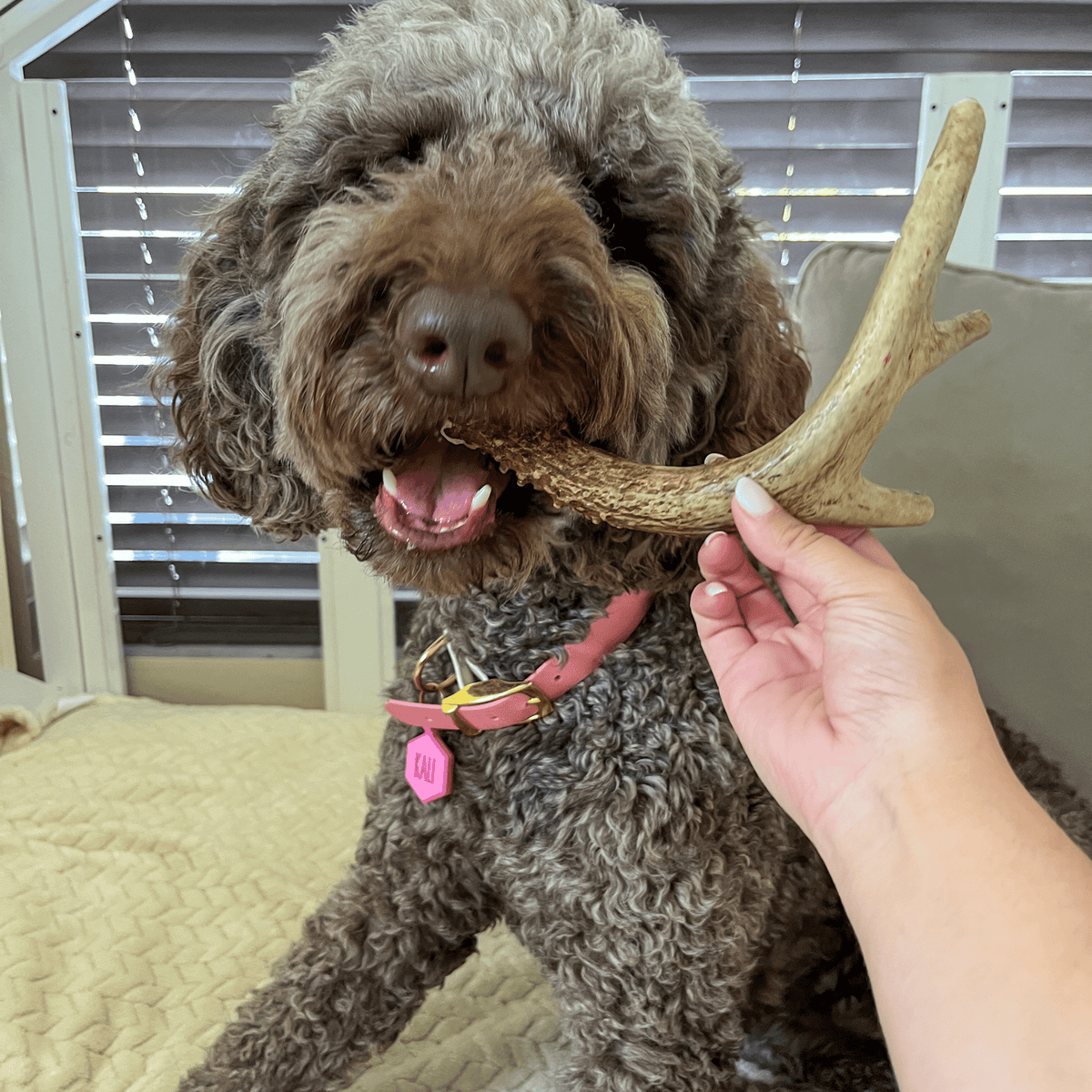 Deer Antler Dog Chews | Organic Chews for Dogs